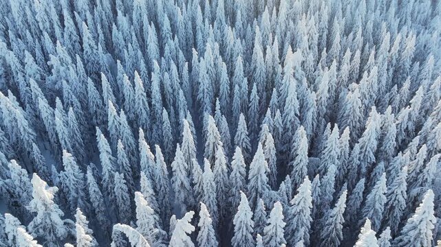 Aerial drone view of a snowy pine forest on a bright winter day. Cold fir trees covered in snow, seasonal winter nature background.