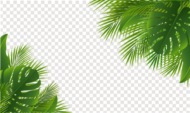 Green Palm Tree Branch Frame Transparent Background
