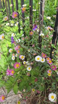 Pink and white Mexican fleabane flowers swaying gently in the wind beside a metal fence. Delicate cottage garden flowers creating a peaceful natural scene with soft movement and rustic charm.