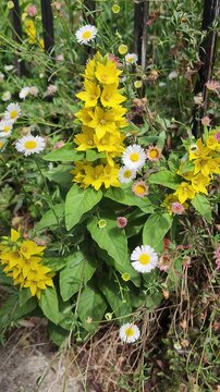 Pink and white Mexican fleabane and yellow dotted loosestrife flowers swaying in the wind beside a metal fence. Peaceful cottage garden scene with delicate flowers and natural movement.