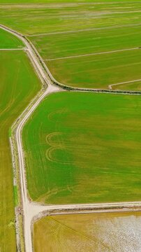 Aerial view of rice fields and irrigation channels in Ebro Delta Natural Park, Deltebre, Catalonia, Spain