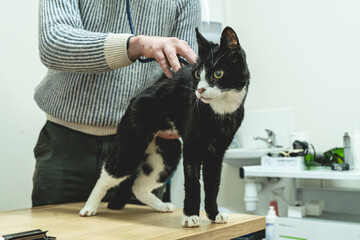Male vet examining spine of a senior cat at the clinic © mad_production