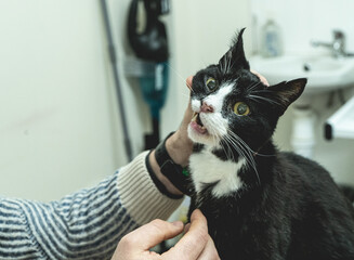 Vet examining senior cat teeth © mad_production