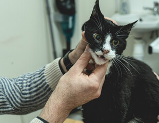 Senior cat getting dental examination by a vet © mad_production