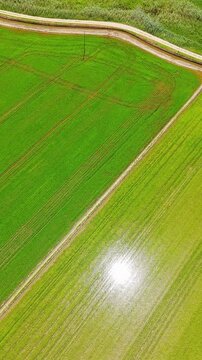 Aerial view of flooded rice fields in Ebro Delta Natural Park, Deltebre, Catalonia, Spain