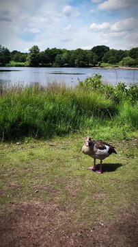 Egyptian goose enjoying a sunny day beside a lake in Richmond Park, London. Wild waterfowl relaxing in a peaceful British park surrounded by nature and beautiful summer scenery.