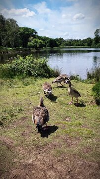 Egyptian goose enjoying a sunny day beside a lake in Richmond Park, London. Wild waterfowl relaxing in a peaceful British park surrounded by nature and beautiful summer scenery.