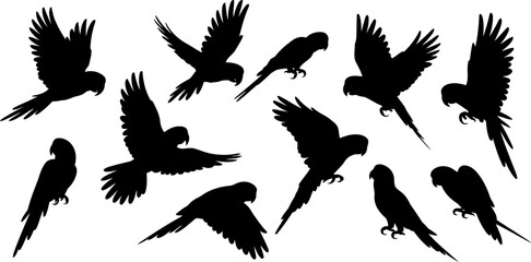 Set of parrot silhouettes in various poses © SAYEDAJANNATUL