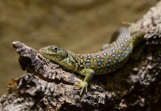  jewelled lizard (Timon lepidus)