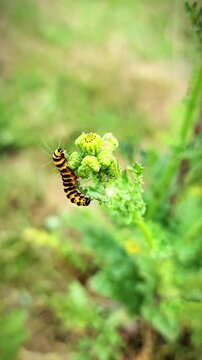 Cinnabar moth caterpillar resting on the flower buds of common ragwort on a sunny day. Colourful black and yellow striped caterpillar in a natural meadow and wildflower setting.