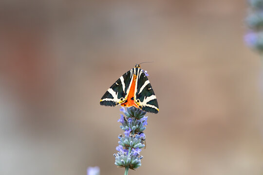 Jersey tiger moth with striking black and cream striped wings resting on lavender, vivid orange underwings visible against a soft blurred background