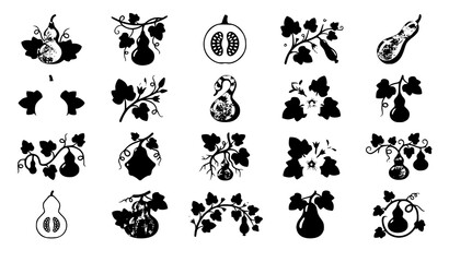 Obraz premium Bottle Gourd Calabash Botanical Vector Set with Tropical Vines Leaves Flowers and Fresh Garden Plants