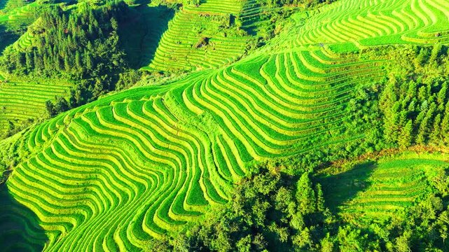 Lush green rice terrace fields in Longsheng, Guilin, Guangxi, China, displaying intricate agricultural land patterns.
