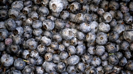 Ripe blueberry background texture, close up macro view © Halyna