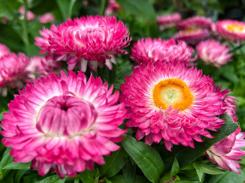 Pink everlasting flowers