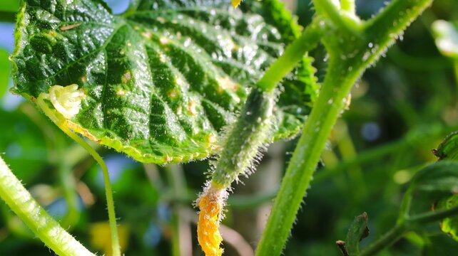 Plant disease on cucumber leaf with yellow spots in garden close up
