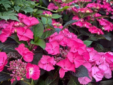 Hydrangea macrophylla Dark Angel pink