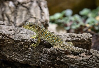 Fototapeta premium jewelled lizard (Timon lepidus)