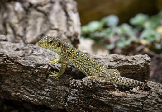  jewelled lizard (Timon lepidus)
