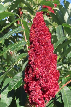 Rhus typhina flowers (Staghorn sumac tree)