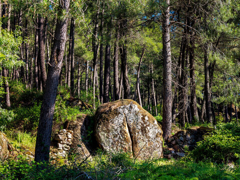 Rocas de granito en el pinar
