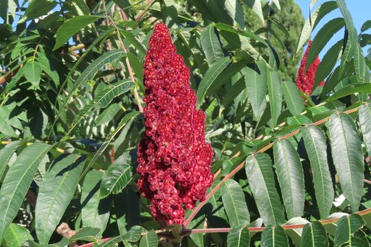 Rhus typhina flowers (Staghorn sumac tree)