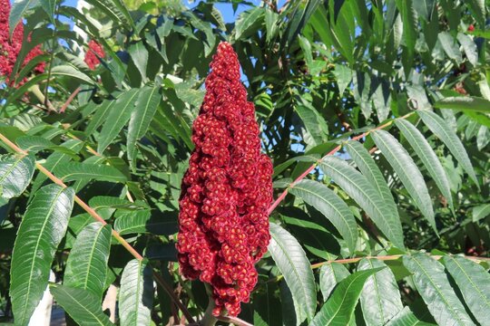 Rhus typhina flowers (Staghorn sumac tree)