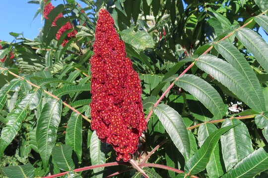 Rhus typhina flowers (Staghorn sumac tree)