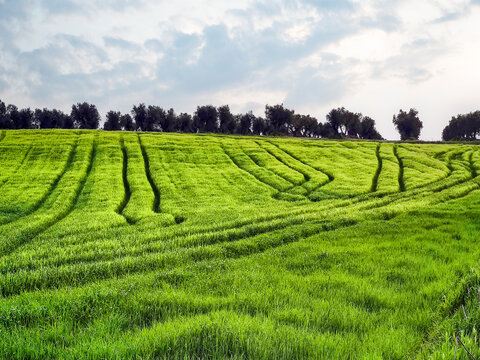 Rodadas en el campo de trigo