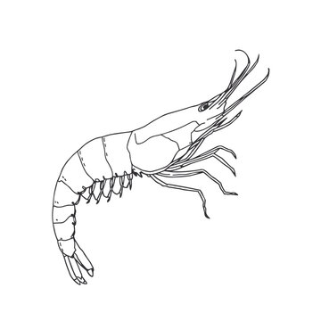 Detailed line drawing of single shrimp isolated on white background for coloring book page art design.
