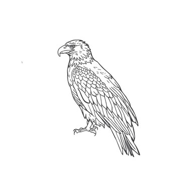 Stunning black and white line drawing of a powerful eagle perched majestically on a plain white backdrop.