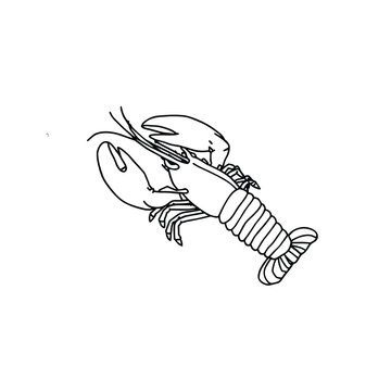 Crawfish vector line art illustration for coloring book marine crustacean animal educational activity.