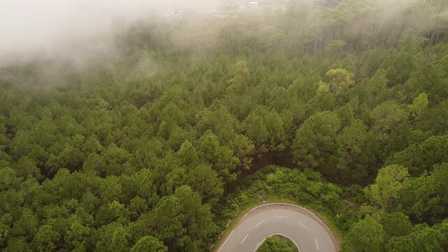 An aerial shot of clouds moving over pine trees and finally covering the entire scene