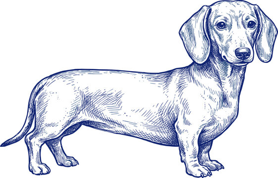 Hand Drawn Dachshund Dog Engraving Illustration Vintage Pet Sketch Detailed Canine Line Art Isolated Vector Design