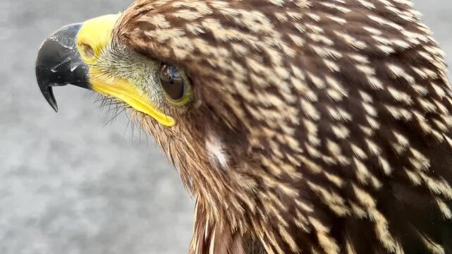 High-angle iPhone close-up of a juvenile Black Kite hawk blinking its detailed eye with nictitating membrane, showcasing sharp beak and beautiful brown feathered texture.
