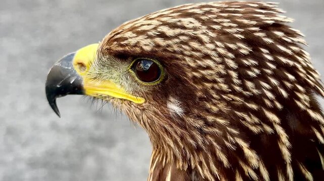 High-angle iPhone close-up of a juvenile Black Kite hawk blinking its detailed eye with nictitating membrane, showcasing sharp beak and beautiful brown feathered texture.