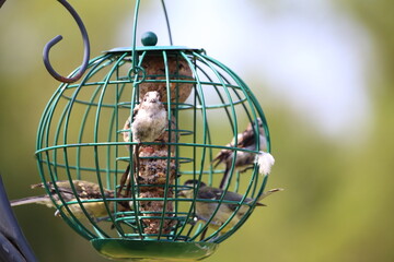 Long tailed tit perched on feeder staring into camera while others feed. © George Green