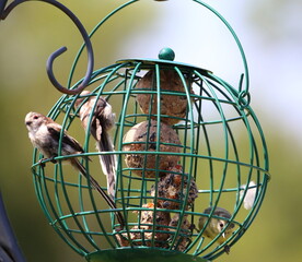 Young Long Tailed Tits and Bluetit on Garden Feeder with fat balls. © George Green