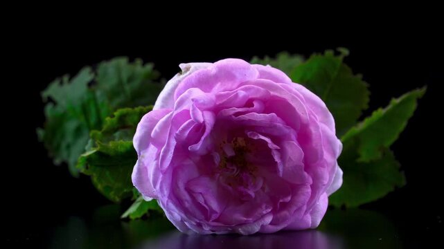 Rosa x odorata Plant with Pink Flower Rotating on Black Background
