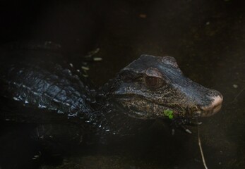 Fototapeta premium Cuvier's dwarf caiman (Paleosuchus palpebrosus)