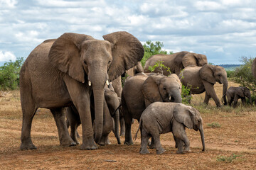 Fototapeta premium Elephant herd earching for food and water in Mashatu Game Reserve in the Tuli Block in Botswana.