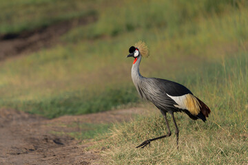 Obraz premium Grey crowned Crane (Balearica regulorum) walking on the fields of the Masai Mara National Park in Kenya