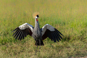 Obraz premium Grey crowned Crane (Balearica regulorum) walking on the fields of the Masai Mara National Park in Kenya