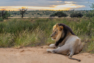 Lion (Panthera leo) hanging around in the sand of the Kgalagadi Transfrontier Park in South Africa, part of the  Kalahari Desert. © henk bogaard