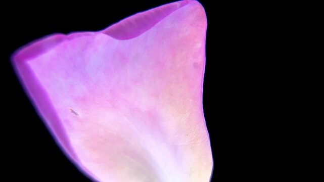Single Pink Rose Petal Rotating, Detailed Botanical Close Up (Rosa x odorata)