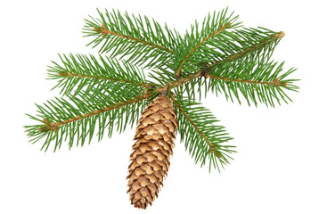 Spruce Branch with Brown Cone Isolated on Dark © Masnoon