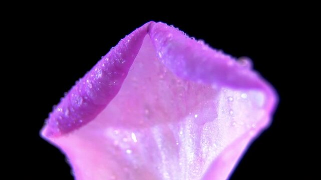 Pink Tea Rose Petal with Visible Venation Rotating in Studio (Rosa x odorata)