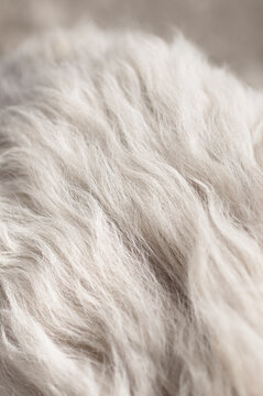 Curly white fur