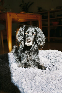 Shiny Dog Resting on Dog Bed