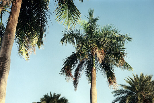 Film photo nature tropical palm tree postcard wallpaper art background